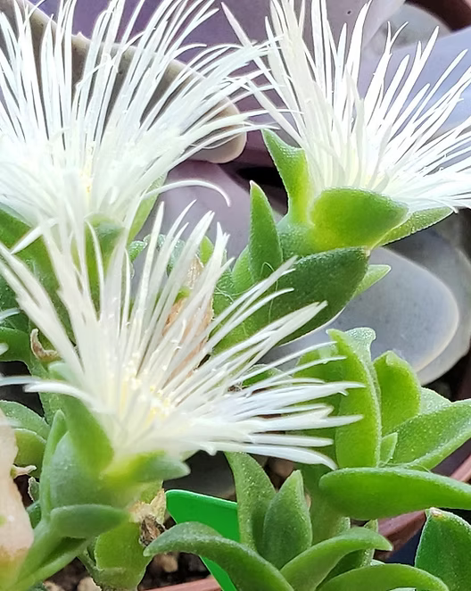 Why Sublingual Matters When Taking Kanna: The Science Behind Absorption