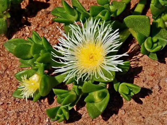 What is Kanna? Everything You Need to Know About This South African Plant