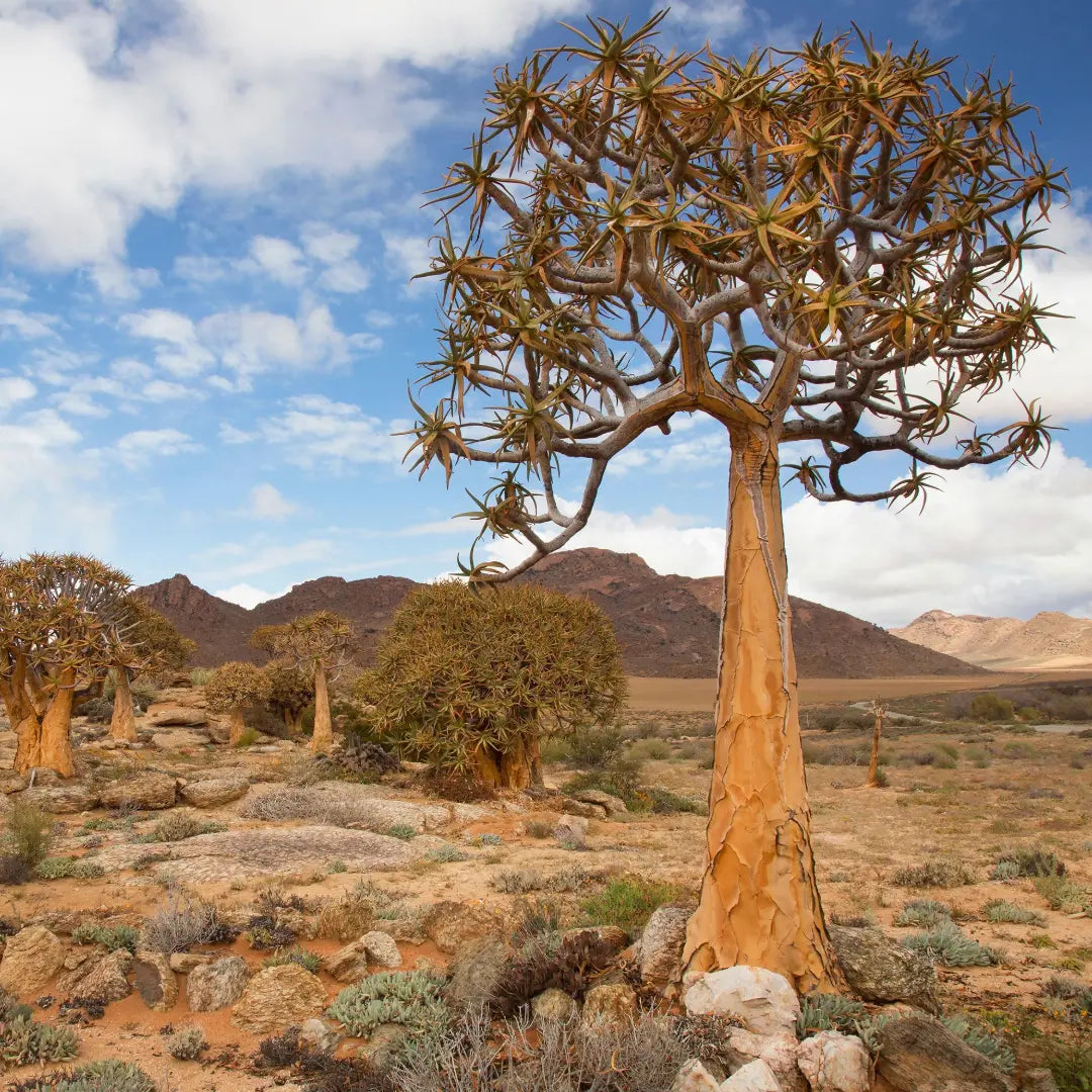 SANNAS sourcing from South Africa